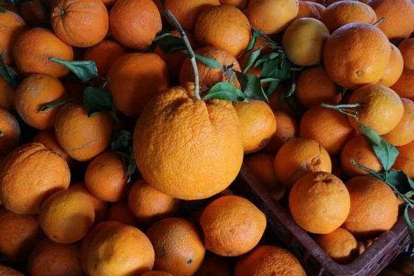 Adana'da 1 kilo 260 gramlık dev portakal görenleri şaşırttı