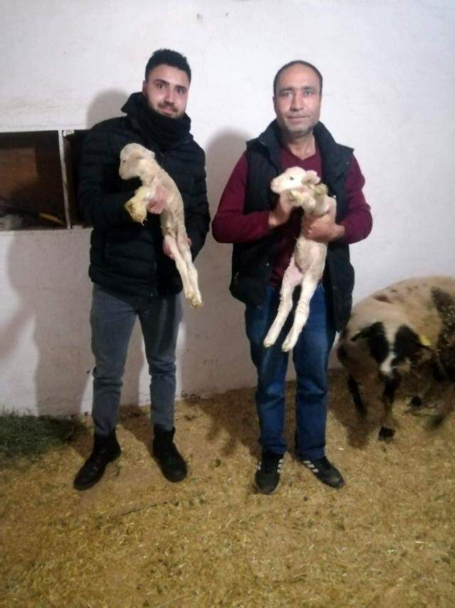 Yeni doğan kuzunun 'Anne' diye seslenmesi herkesi şaşkına çevirdi Yeni doğan kuzunun 'Anne' diye seslenmesi herkesi şaşkına çevirdi
