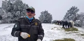 Eksi 8 derecede Spil Dağı'nda yaban hayatı unutulmadı