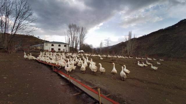 'Yapamazsın' dediler, kurduğu kaz çiftliğinde taleplere yetişemiyor