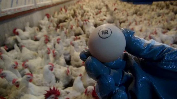 Yumurta üreticisinden 'gezen tavuk yumurtası' uyarısı: Bugün ülkemizde üretimi mümkün değil