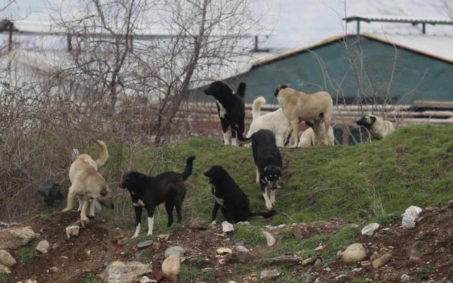 Aç kalan sokak köpekleri 280 damızlık kazı telef etti