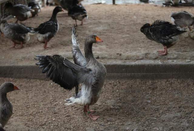 Aç kalan sokak köpekleri 280 damızlık kazı telef etti