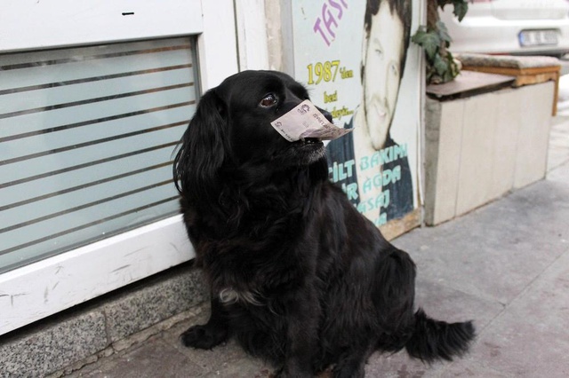 Görenleri hayrete düşüren köpek! 'Zeytin' alışverişini kendisi yapıyor Görenleri hayrete düşüren köpek! 'Zeytin' alışverişini kendisi yapıyor