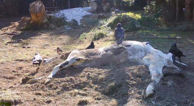 İneği yiyen ayı, kalanını toprağa gömdü, o anlar fotokapana yansıdı İneği yiyen ayı, kalanını toprağa gömdü, o anlar fotokapana yansıdı