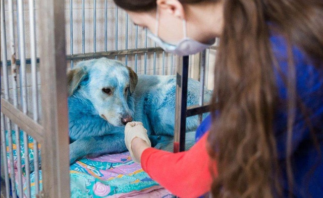 Rusya, maviye boyanmış sokak köpeklerinin gizemini çözmeye çalışıyor