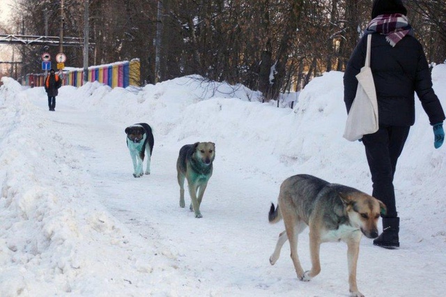 Rusya, maviye boyanmış sokak köpeklerinin gizemini çözmeye çalışıyor