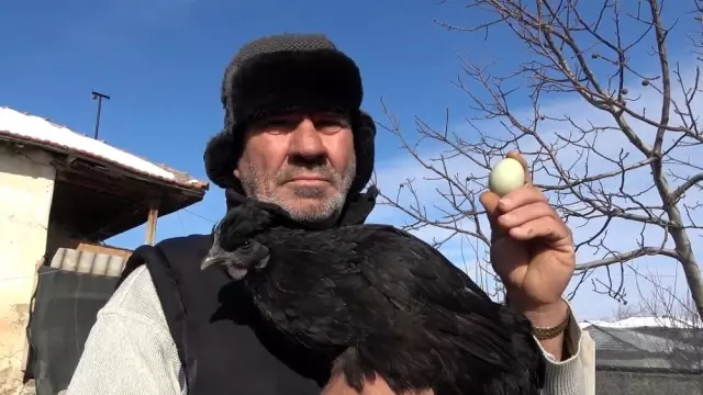 İç organları bile ömür karası olan 'Ayam Cemani' cinsi horoz ve tavuklar 2 bin 500 dolardan satılıyor