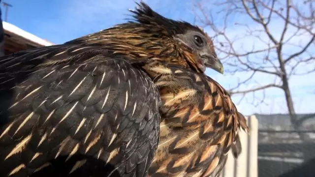 İç organları bile ömür karası olan 'Ayam Cemani' cinsi horoz ve tavuklar 2 bin 500 dolardan satılıyor