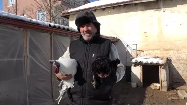 İç organları bile ömür karası olan 'Ayam Cemani' cinsi horoz ve tavuklar 2 bin 500 dolardan satılıyor