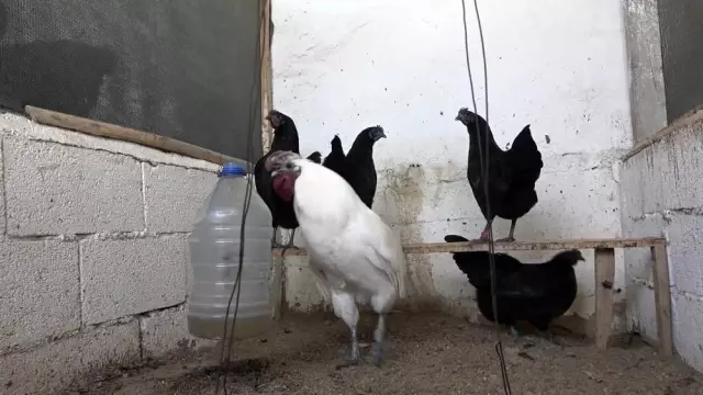 İç organları bile ömür karası olan 'Ayam Cemani' cinsi horoz ve tavuklar 2 bin 500 dolardan satılıyor