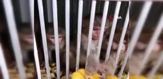 Silopi'de 4 örümcek maymun koruma altına alındı