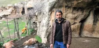 Şırnak'ta keçi sürüsüne kurt saldırdı: 25 hayvan telef oldu, 15'i yaralandı