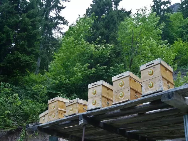 Bal ormanları ülke ekonomisine yıllık 200 milyon TL katkı sağlıyor