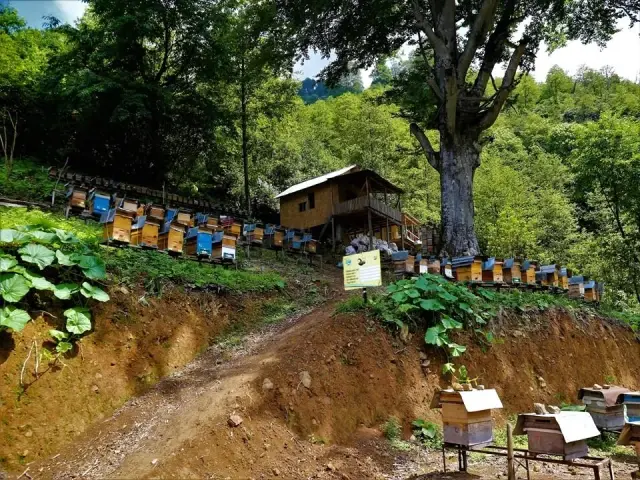 Bal ormanları ülke ekonomisine yıllık 200 milyon TL katkı sağlıyor