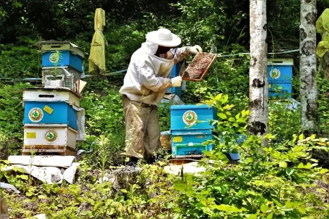 Bal ormanları ülke ekonomisine yıllık 200 milyon TL katkı sağlıyor