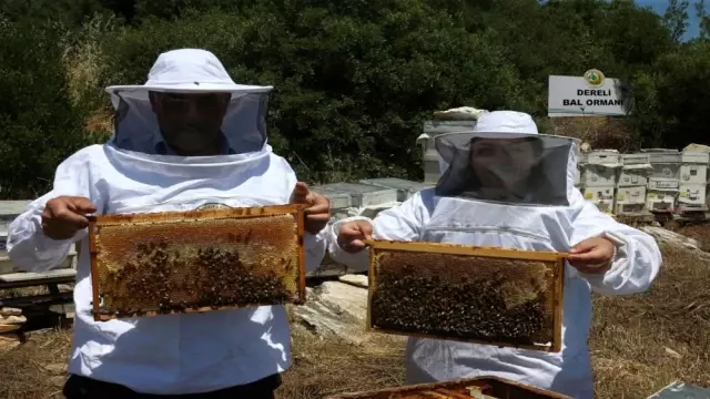 Bal ormanları ülke ekonomisine yıllık 200 milyon TL katkı sağlıyor