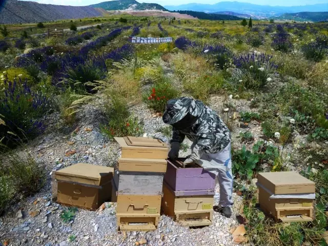 Bal ormanları ülke ekonomisine yıllık 200 milyon TL katkı sağlıyor