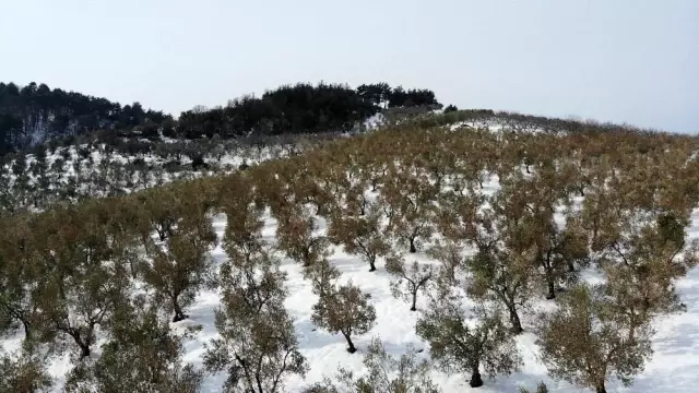 Zeytin ağaçları soğuktan yanan köylüler devletten destek bekliyor