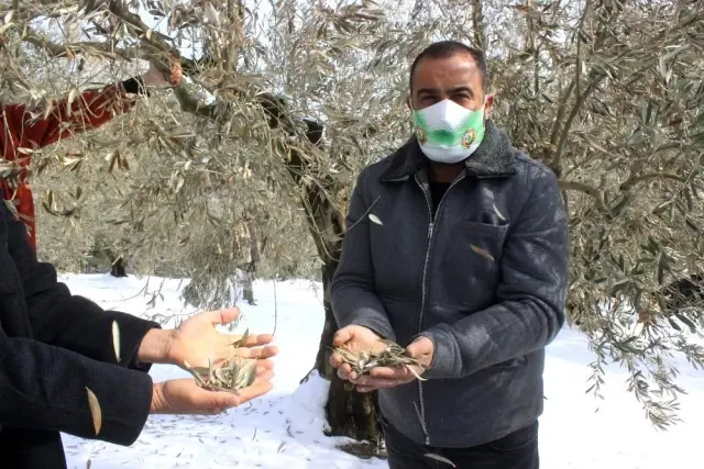 Zeytin ağaçları soğuktan yanan köylüler devletten destek bekliyor