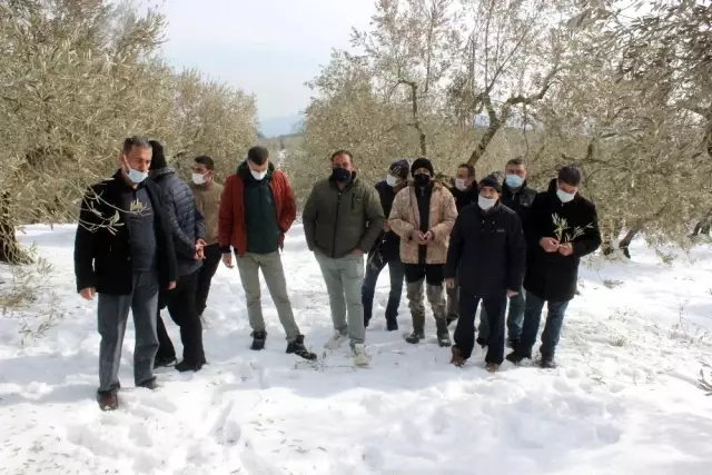 Zeytin ağaçları soğuktan yanan köylüler devletten destek bekliyor