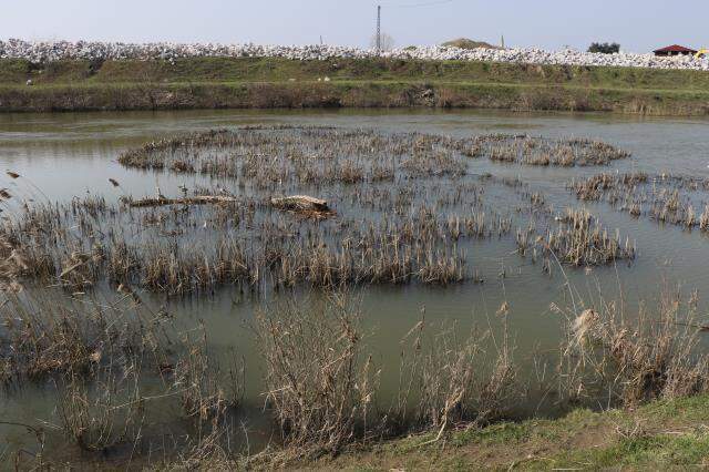 Sel sonrasında ortaya çıkan istilacı su maymunları, Edirne halkını tedirgin etti