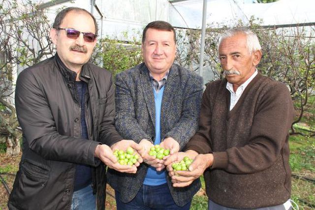 Sezonun ilk erik hasadı yapıldı; kilosu 500 TL'den satıldı