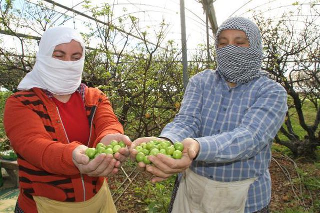 Sezonun ilk erik hasadı yapıldı; kilosu 500 TL'den satıldı