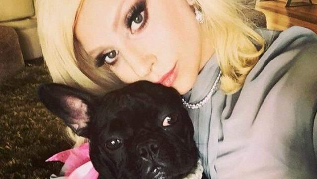 Köpekleri kaçırılan Lady Gaga, geri getirene 500 bin dolar ödül vaat etti