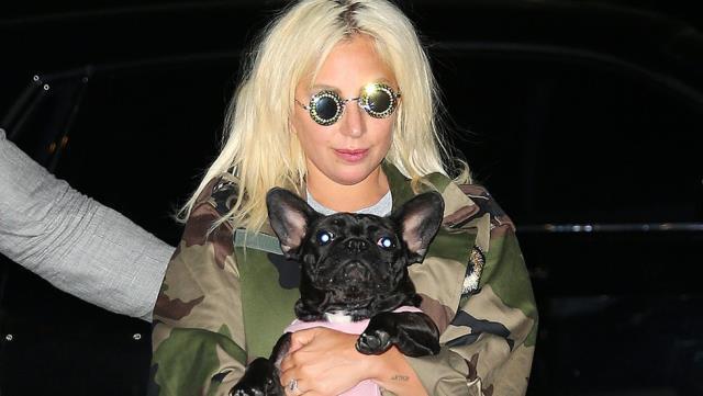 Köpekleri kaçırılan Lady Gaga, geri getirene 500 bin dolar ödül vaat etti