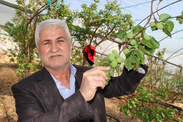 Daha önce yere dökülen kayısı çağlasının kilosu şimdilerde 100 TL'den satılıyor Daha önce yere dökülen kayısı çağlasının kilosu şimdilerde 100 TL'den satılıyor