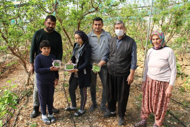 Daha önce yere dökülen kayısı çağlasının kilosu şimdilerde 100 TL'den satılıyor Daha önce yere dökülen kayısı çağlasının kilosu şimdilerde 100 TL'den satılıyor