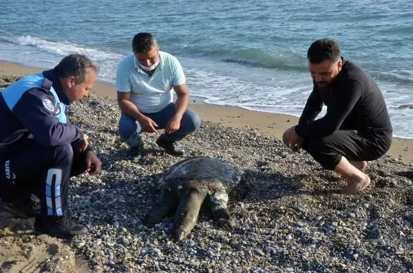 Antalya'da sahile ölü Nil kaplumbağası vurdu