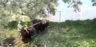 Teknolojinin işlemediği dağlarda öküzler çiftçinin en büyük yardımcısı
