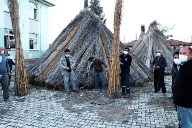 Samsun'un Vezirköprü ilçesinde büyük umutlarla ekilen kenevirler üreticinin elinde kaldı