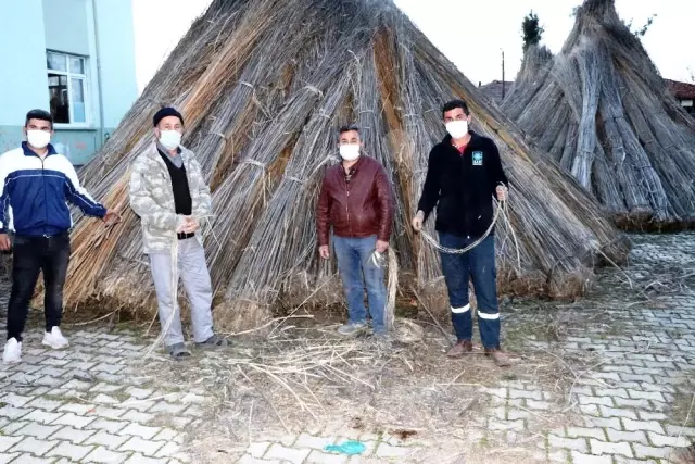 Samsun'un Vezirköprü ilçesinde büyük umutlarla ekilen kenevirler üreticinin elinde kaldı