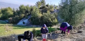 Türkiye'nin en uzun lavanta yolu Manisa'da yapılacak