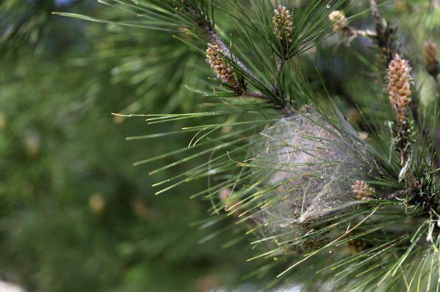 Kızılçam ağaçlarında yetişen 'Çam kese tırtılı' insan sağlığını tehdit ediyor