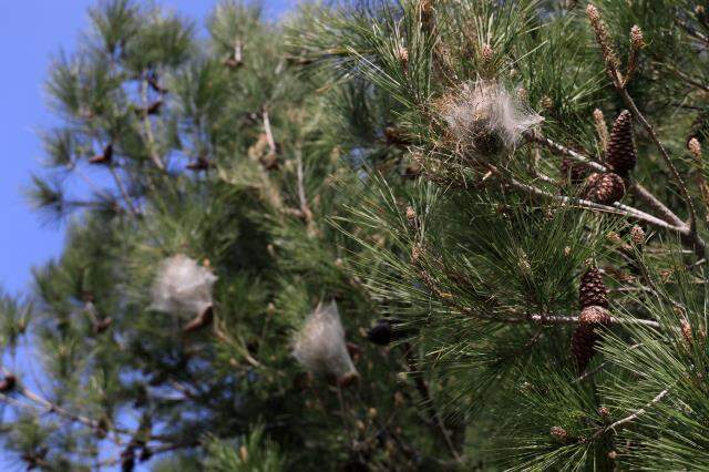 Kızılçam ağaçlarında yetişen 'Çam kese tırtılı' insan sağlığını tehdit ediyor