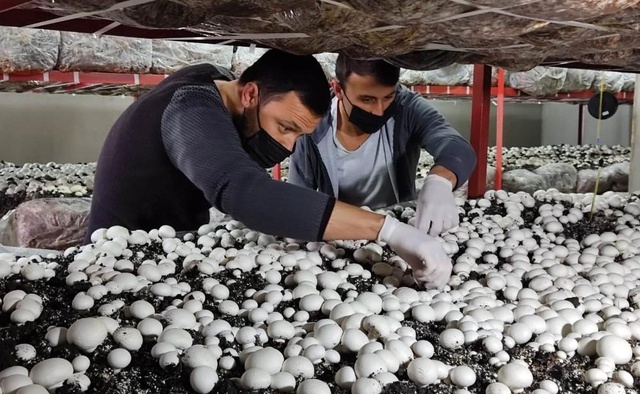 Üniversiteli girişimcinin ürettiği mantarlar kapış kapış satılıyor Üniversiteli girişimcinin ürettiği mantarlar kapış kapış satılıyor