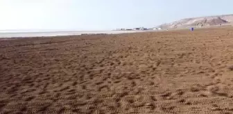 Son dakika haberi... Tuz Gölü kıyısında lavanta tarlası oluşturuldu, bungalov evler konuldu