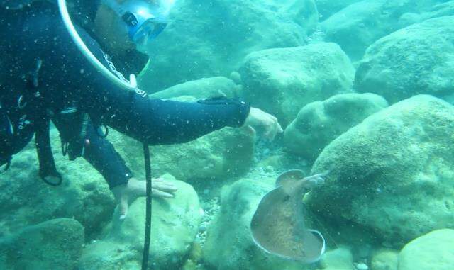 Misinaya dolanan vatozu kurtarmaya çalışan profesör elektrik şokuna maruz kaldı