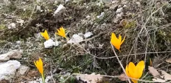 Baharın müjdesi çiğdemler nefes kesti