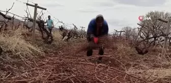 Gercüş'te bağ bahçe budama dönemi başladı