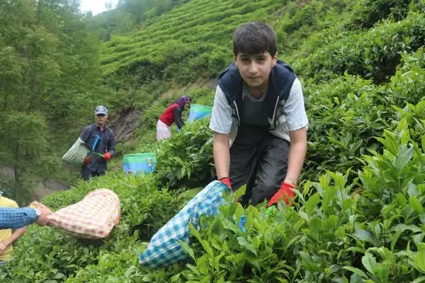 Karadeniz'e 'çay göçü' öncesi kritik 'vaka' uyarısı: Aynı hatanın tekrarı gibi olur