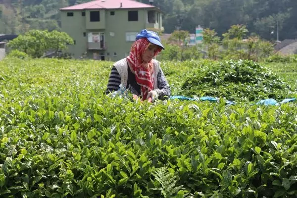 Karadeniz'e 'çay göçü' öncesi kritik 'vaka' uyarısı: Aynı hatanın tekrarı gibi olur