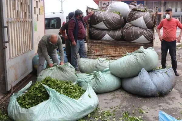 Karadeniz'e 'çay göçü' öncesi kritik 'vaka' uyarısı: Aynı hatanın tekrarı gibi olur