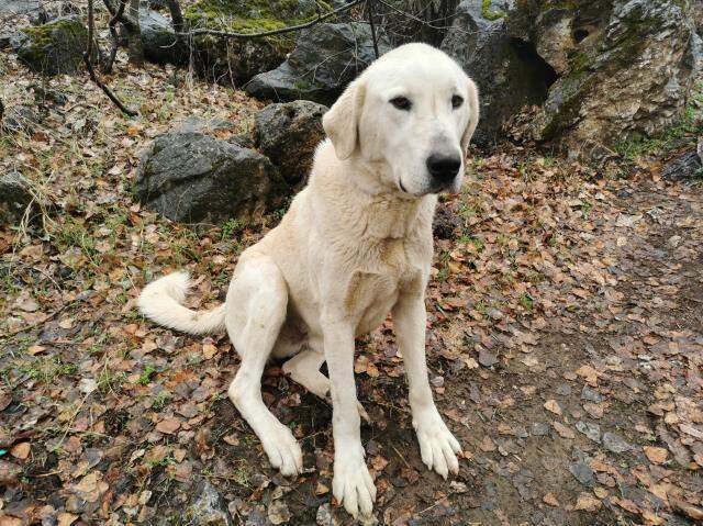 Munzur Çayı'na düşen köpeği kurtarmak için buz gibi suya girdi Munzur Çayı'na düşen köpeği kurtarmak için buz gibi suya girdi