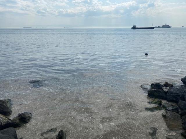 Pendik ve Kartal sahilindeki kirliliğin sebebi belli oldu: Deniz salyası