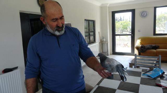 Milyonda bir görülüyor! Yumurtadan tek kanatlı güvercin çıktı